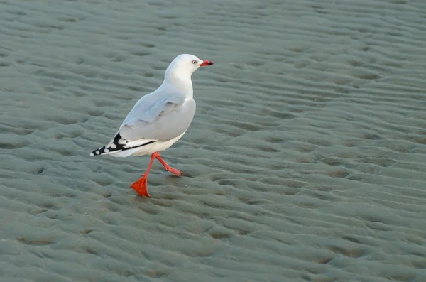 Gaviota de pico rojo — Foto de Stock