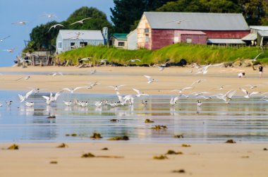 Sahilde manevra kuşlar