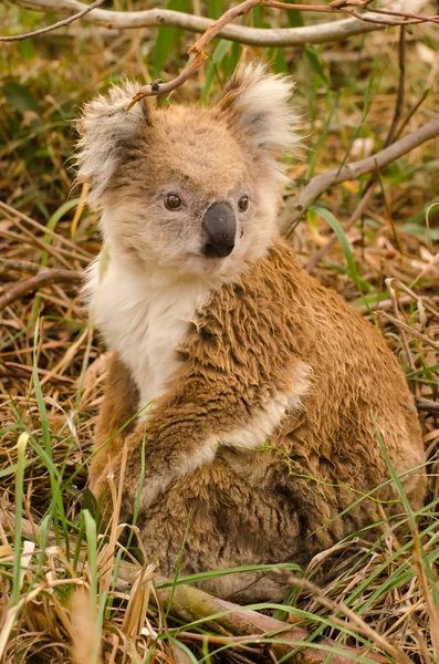 Oso de Koala mojado — Foto de Stock