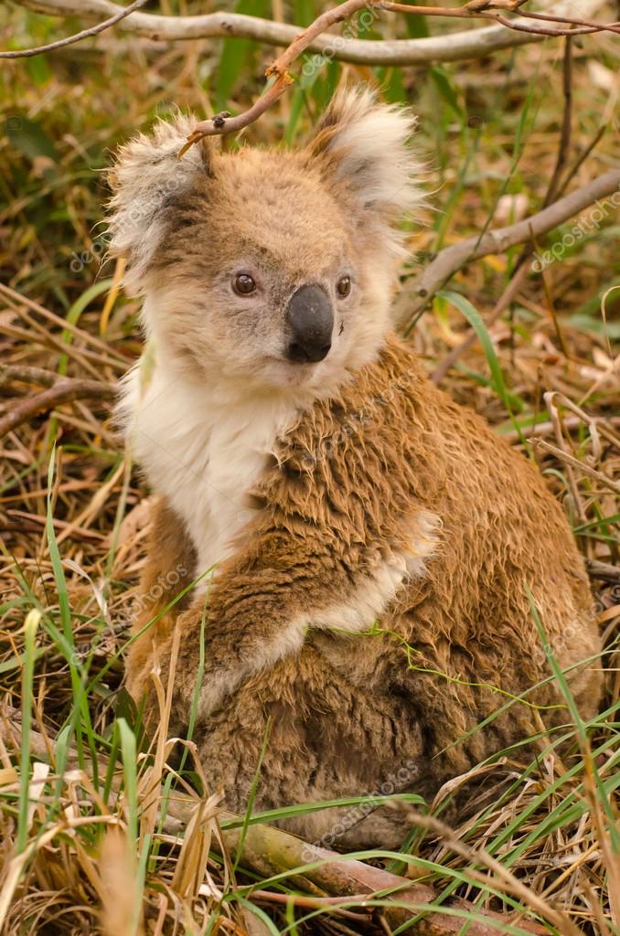 koala wet koala wet
