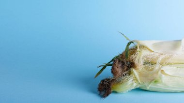 Mavi arka planda soyulmamış mısır kabuğu