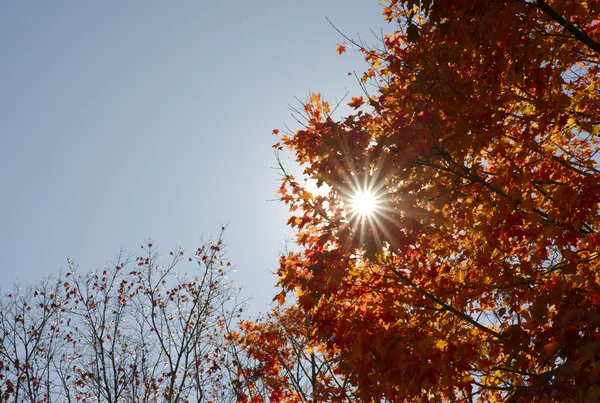 Bright autumn day fall leaves