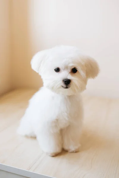 Portrait Cute White Long Haired Maltese Puppy Month Old Picture — Stock Photo, Image