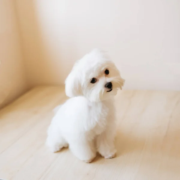 Portret Van Een Schattige Witte Langharige Maltezer Pup Maanden Oud — Stockfoto