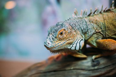 Yeşil iguana, iguanagiller (Iguana) familyasından bir sürüngen türü.
