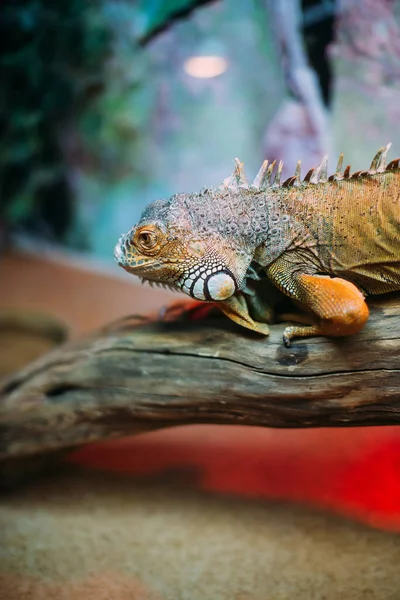 L'iguane vert aussi connu sous le nom d'iguane d'Amérique est un reptile lézard du genre Iguana dans la famille des iguanes. — Photo