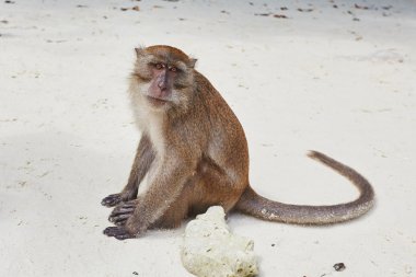 Maymun sahilde oturuyor.