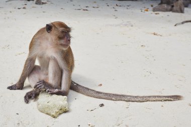 Maymun sahilde oturuyor.