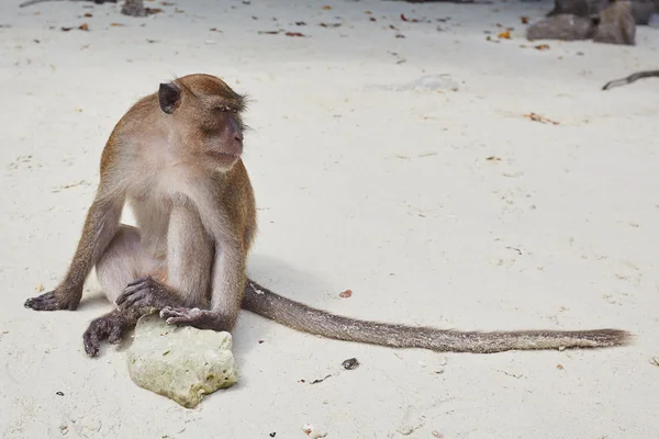 Maymun sahilde oturuyor.
