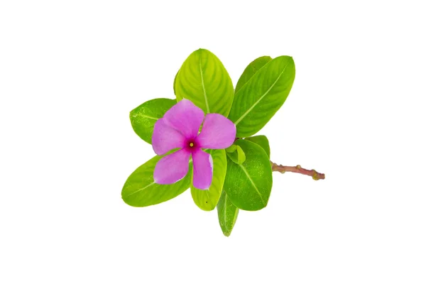 Flores púrpuras sobre hoja verde —  Fotos de Stock