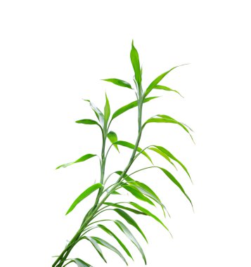 Guan bambu beyaz arka plan