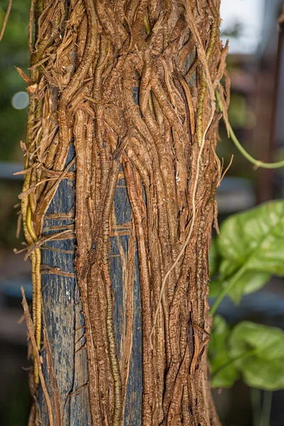 Raíz de Elefante Oído Philodendron — Foto de Stock