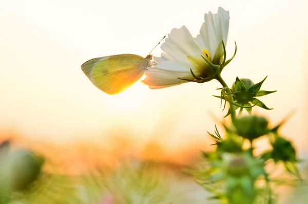 Ein Schmetterling ruhte auf einer Blume unter dem Sonnenuntergang. — Stockfoto