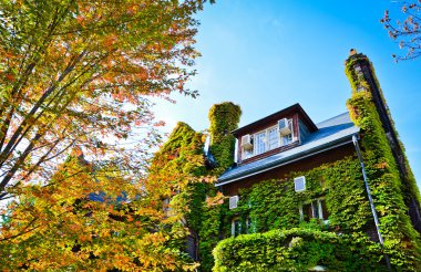 Sonbahar ağaçları ve Vine House.