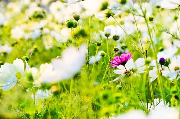 Eine rote Blume, die in einem weißen Blumenfeld herausragt. — Stockfoto