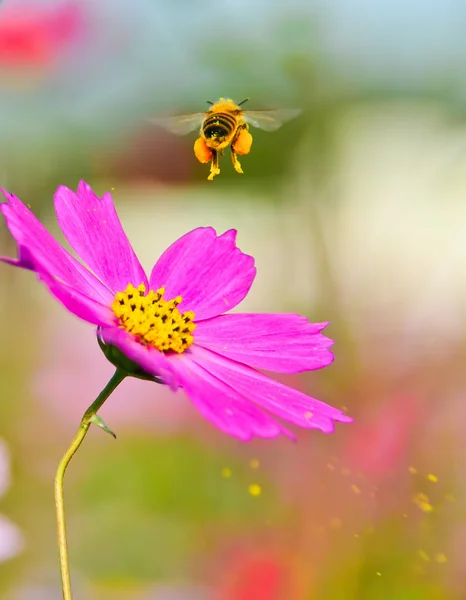 Eine Honigbiene fliegt von einer Blume mit etwas Pollen versprühen. — Stockfoto
