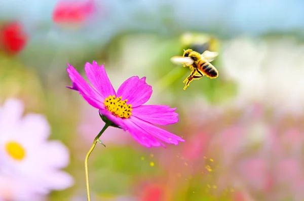 Eine Honigbiene fliegt von einer Blume mit etwas Pollen versprühen. — Stockfoto