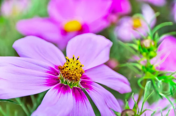 Eine schöne lila Kosmosblume. — Stockfoto