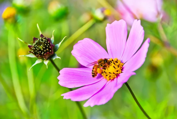 Eine Honigbiene ruhte auf einer Blume. — Stockfoto