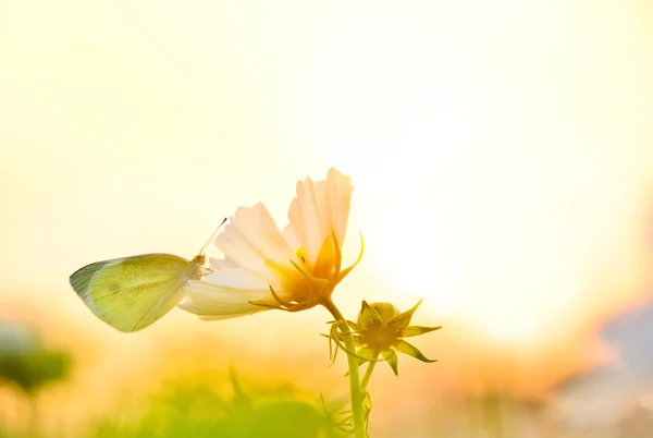 Ein Schmetterling ruhte auf einem Blumenfeld unter dem Sonnenuntergang. — Stockfoto