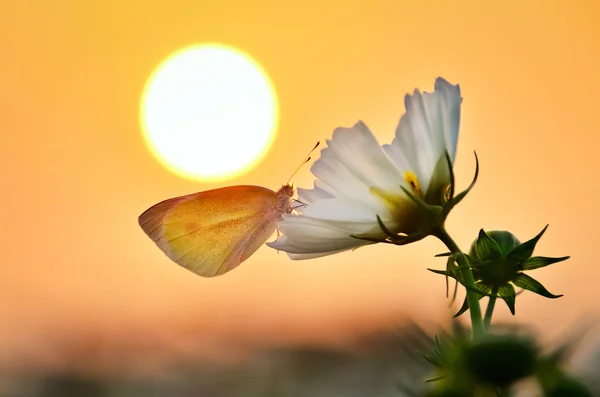 Ein Schmetterling ruhte auf einem Blumenfeld unter dem Sonnenuntergang. — Stockfoto