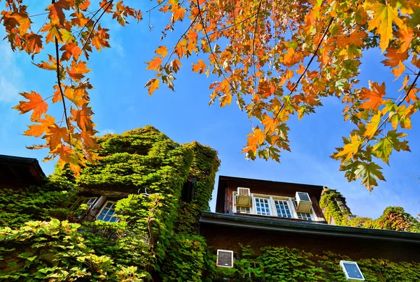 Árboles de follaje de otoño y una casa de vid . Imagen de stock