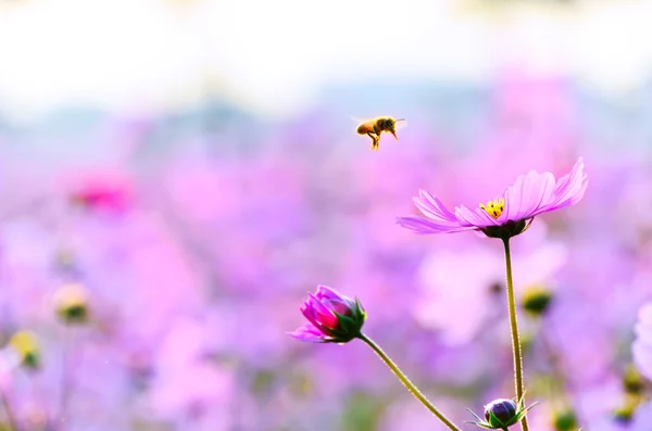 Eine Honigbiene, die sich einer Blume unter dem Sonnenuntergang nähert. — Stockfoto