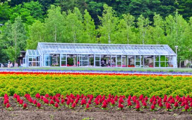 Renkli çiçek alan ve yeşil evde Hokkaido, Japonya