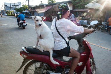 Beyaz karışık doğurmak köpek bir yolcu gibi arka koltukta mot sürme