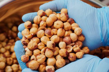 Elde çikolata üretimi için fındık, mavi eldivenli, bir şekerleme fabrikasında