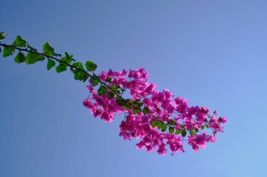 Pembe çiçekli dallar olan Bougainvillea cinsi her zaman yeşil olan bitki familyasından Niktaginovye temsilcileri daima yeşil tırmanan çalılardır, bazen kısa ağaçlar - açık mavi gökyüzü