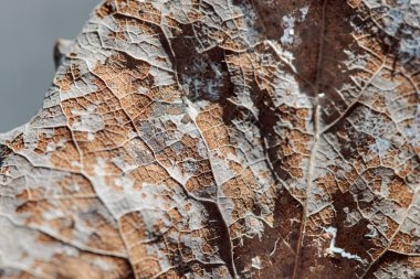 Bulanık arkaplanda sonbahar yaprağı, belirgin yüzey dokusu, kahverengi renk, kopyalama alanı, soyut şekiller, ölüm ve mevsimin sembolü, yağmur ve rüzgar tarafından yıpranmış