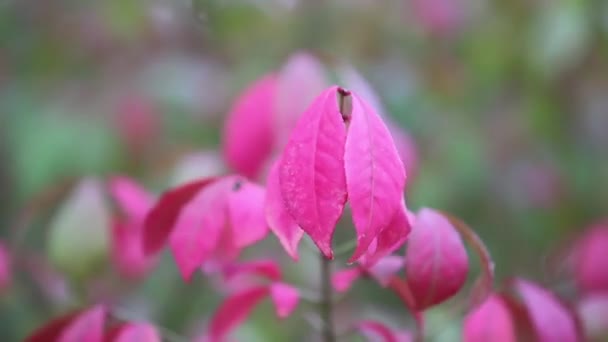 Hojas coloridas en clima cálido de otoño — Vídeos de Stock