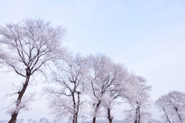 Rime on trees Stock Image