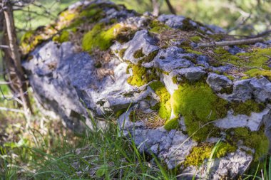 Ormanda yosunlu taş