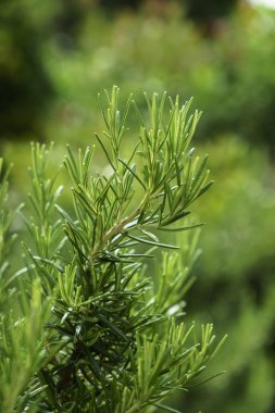 Yeşil bulanık zemin üzerine yeşil biberiye