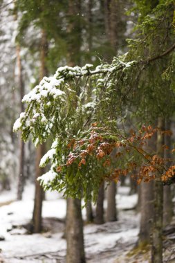 Hafif kar yağışı ve karlı dalları