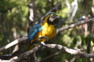 Bir dalda yürüyüş papağan