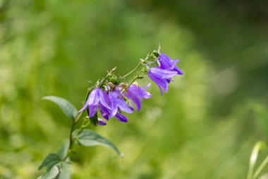 Mor çan çiçekleri yeşil zemin üzerine