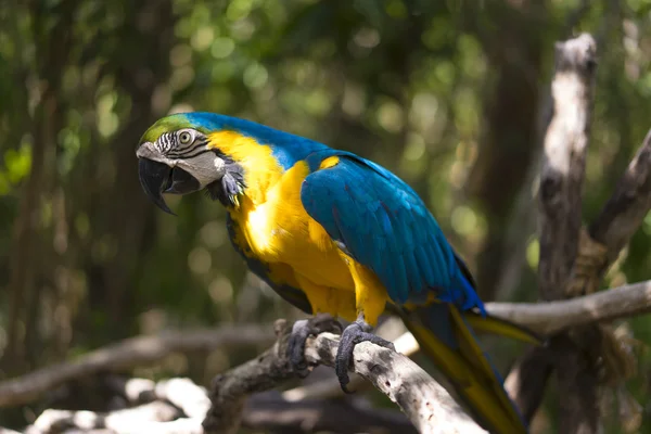 El papagayo amarillo y azul en la rama — Foto de Stock