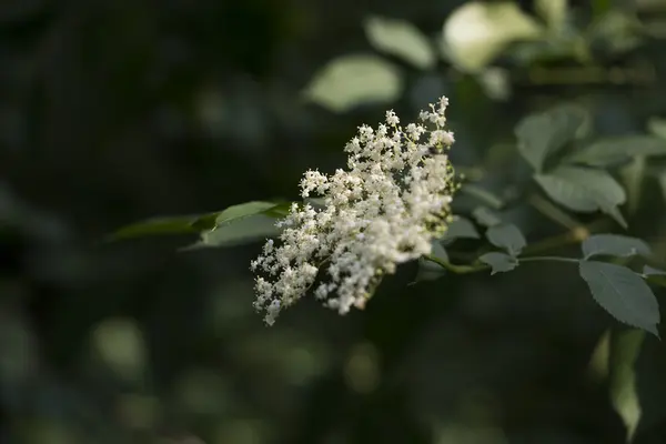 Flores y hojas de saúco blanco —  Fotos de Stock