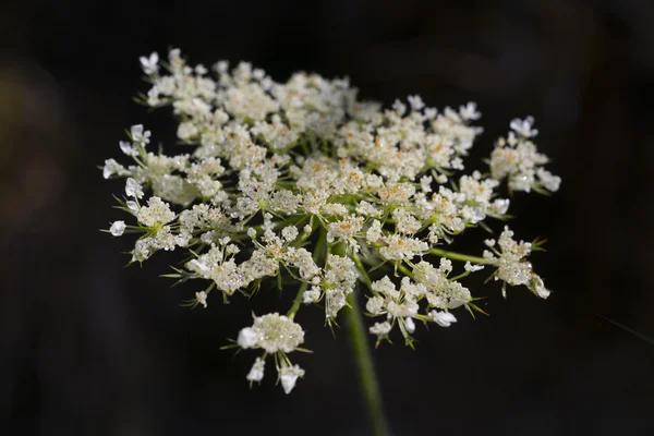 Flores de saúco blanco —  Fotos de Stock