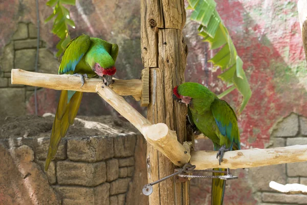 Dvojice zelených papoušků — Stock fotografie