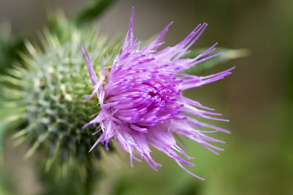 Purple thistle flower on green — Stock Photo, Image