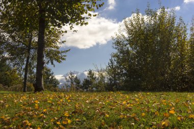 Kırsal bir alanda renkli sonbahar yaprakları