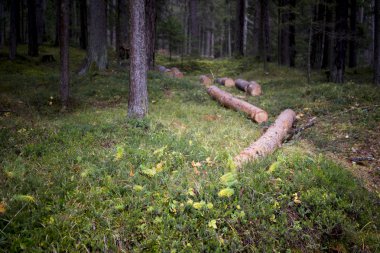 Yoğun bir orman içinde kesilen ağaç gövdeleri