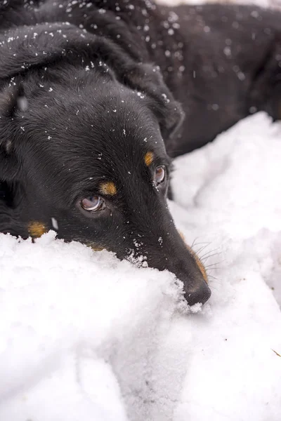 Cão preto desfrutando da neve de inverno — Fotografia de Stock