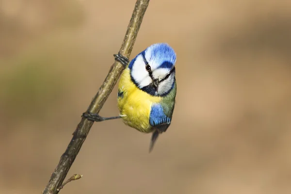 bird blue tit sings the song in the spring on a branch of blossoming pussy willow fluffy