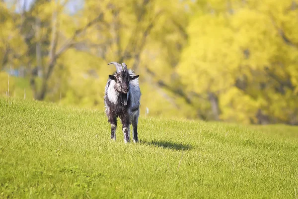 funny goat grazing in lush green meadow