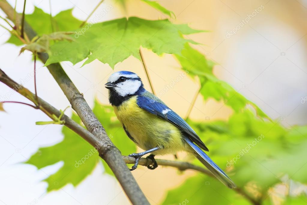 Un Chant Doiseau Belle Mésange Bleue Au Printemps Chez Les